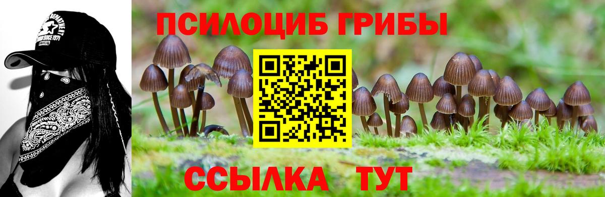 Гай  где можно купить наркотик  Вход с VPN  Псилоцибиновые грибы мицелий  Галлюциногенные грибы Cubensis 